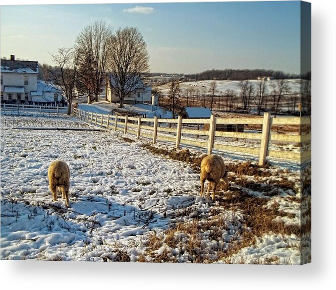 Sheep Acrylic Print featuring the photograph Woolly Butts by Lindsey Naumann