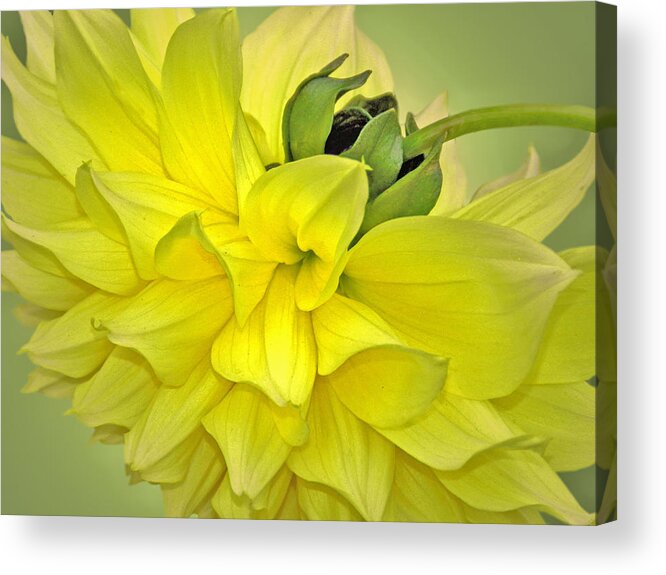 Yellow Dahlia Acrylic Print featuring the photograph Yellow Dahlia by Nina Bradica