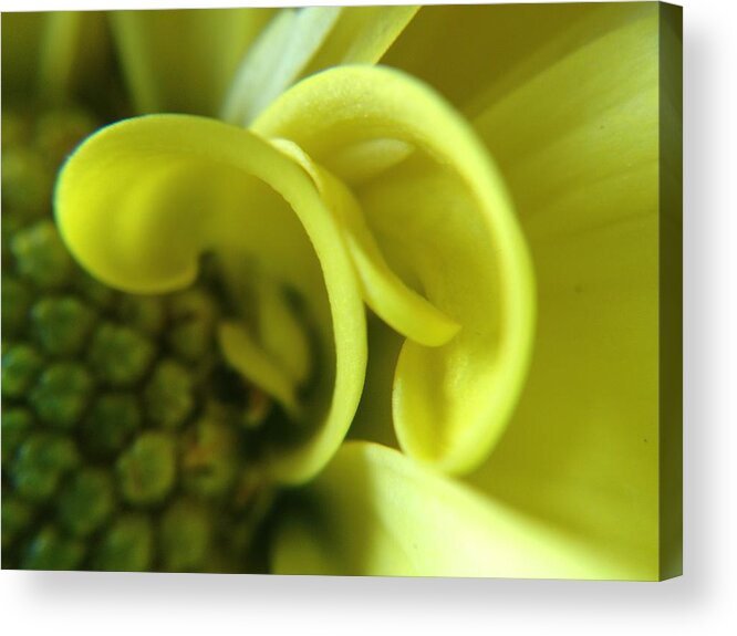 Yellow Acrylic Print featuring the photograph Yellow Daisy by Candice Trimble