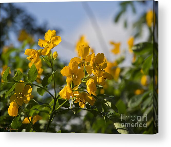 Yellow Acrylic Print featuring the photograph Yellow Fever by Arik Baltinester