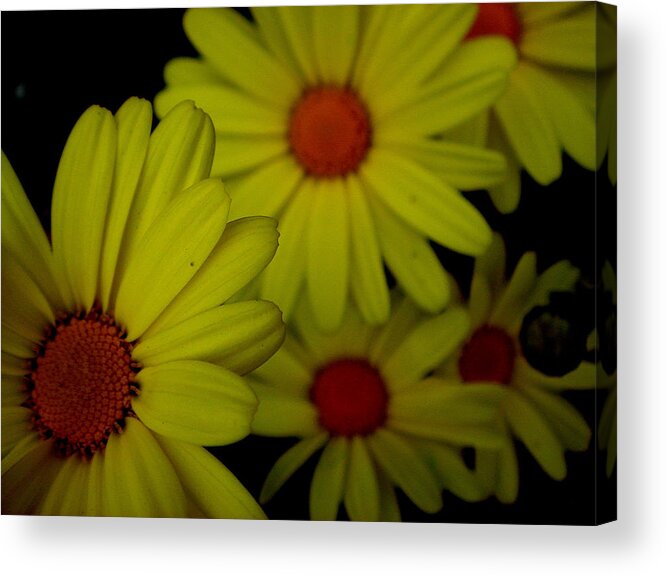 Flowers Acrylic Print featuring the photograph Yellow Flowers by Andrea Galiffi