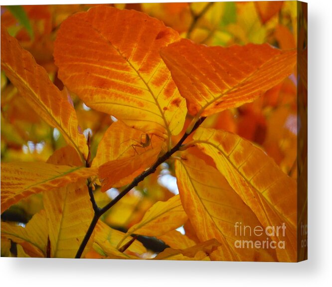 Yellow Leaves 4 Acrylic Print featuring the photograph Yellow Leaves 4 by Paddy Shaffer