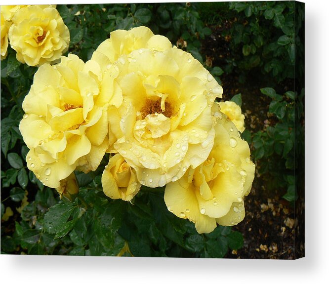 Rose Acrylic Print featuring the photograph Yellow Rose of PA by Michael Porchik