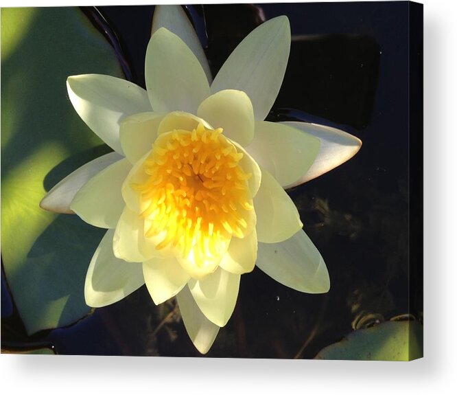 Yellow Flower Acrylic Print featuring the photograph Yellow Water Lily by Pema Hou