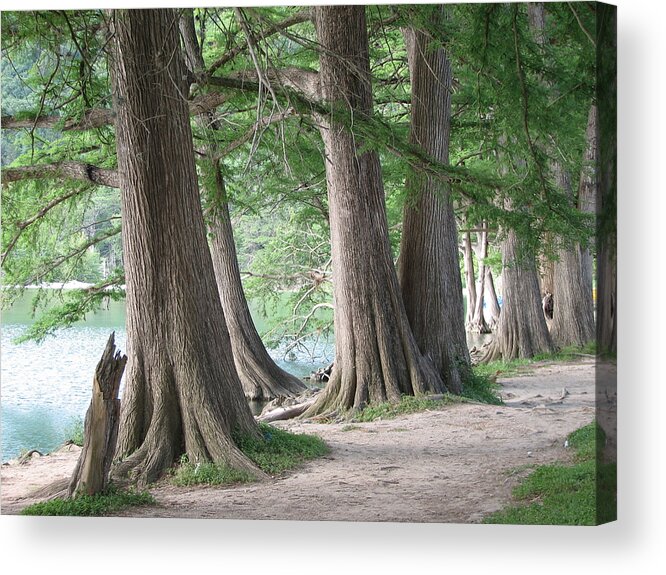 Cypress Acrylic Print featuring the photograph Yesterday's Trees by Wendy J St Christopher