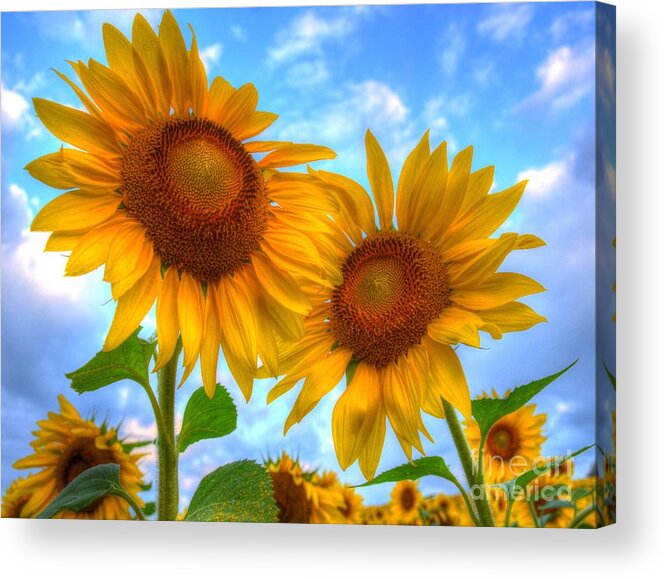 Sunflowers Acrylic Print featuring the photograph You are my Sunshine by Debbi Granruth