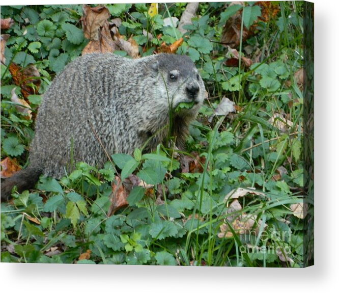 You Looking At Me? Acrylic Print featuring the photograph You Looking At Me? by Emmy Vickers