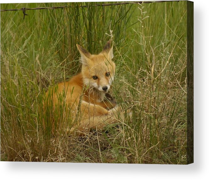 Fox Acrylic Print featuring the photograph Young fox under the fence by Jeff Swan
