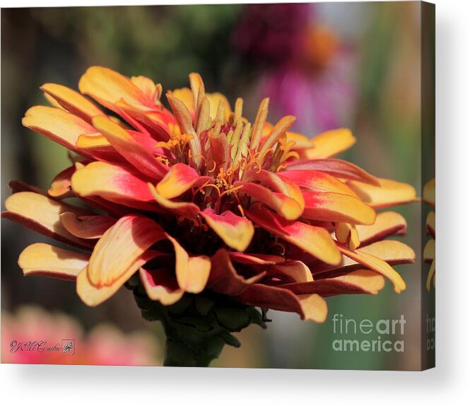 Mccombie Acrylic Print featuring the photograph Zinnia from the Whirligig Mix by J McCombie