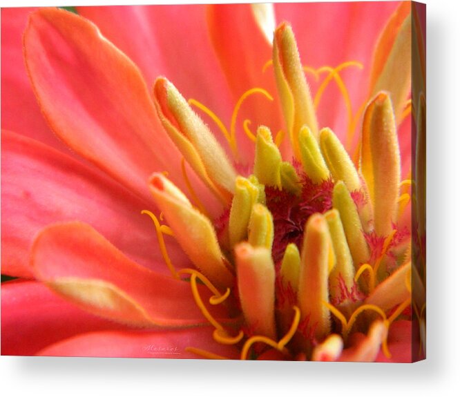 Flower Acrylic Print featuring the photograph Zinnia Tri by Karen Mesaros