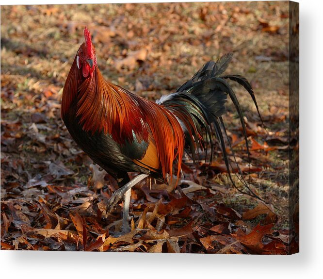 Chicken Acrylic Print featuring the photograph Black Breasted Red Phoenix Rooster by Michael Dougherty