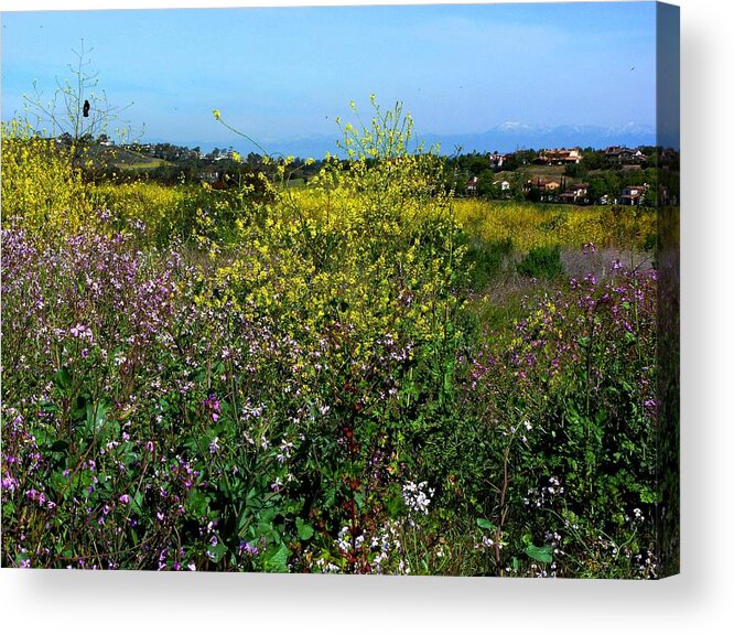 California Acrylic Print featuring the photograph Boomer Canyon Irvine Ranch #1 by Randy Sprout
