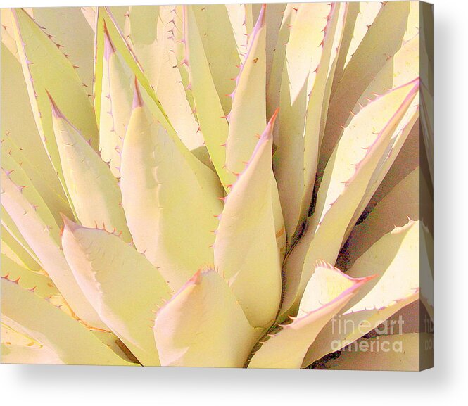 Cactus Acrylic Print featuring the photograph Cactus #1 by Julie Lueders 