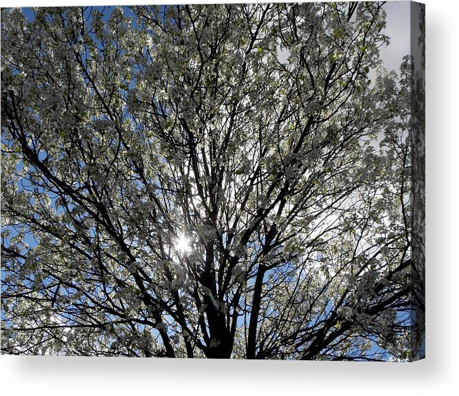 Cherry Blossom Acrylic Print featuring the photograph Cherry Blossoms #1 by Kim Galluzzo