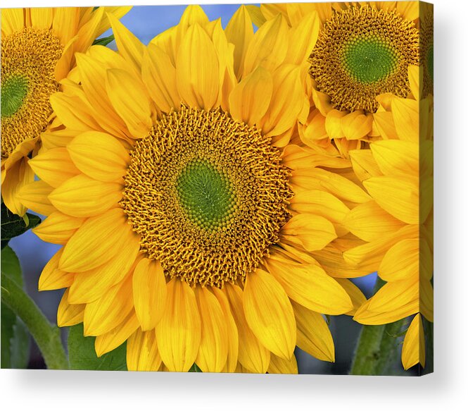 00176772 Acrylic Print featuring the photograph Common Sunflower Group Showing #1 by Tim Fitzharris