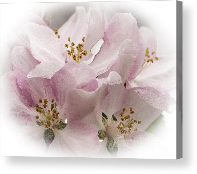 Flowers Acrylic Print featuring the photograph Crab Apple Blossoms #1 by David Waldrop