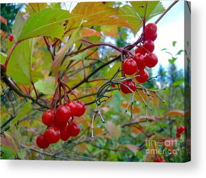 Cranberries Acrylic Print featuring the photograph Cranberries #1 by Jim Sauchyn