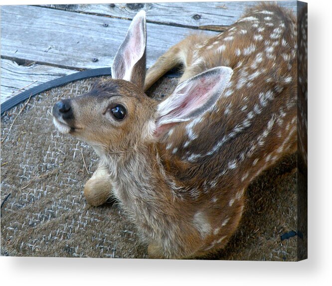  Acrylic Print featuring the photograph Fawn Looking Up by William McCoy