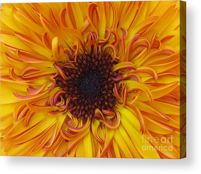 Flower Acrylic Print featuring the photograph Frazzled by Tina Marie