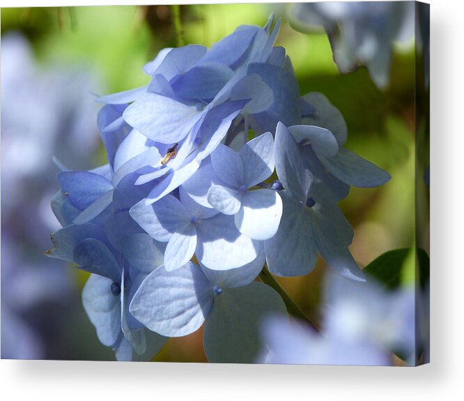 Pale Blue Hydrangea Acrylic Print featuring the photograph Hydrangea #1 by Lynn Bolt