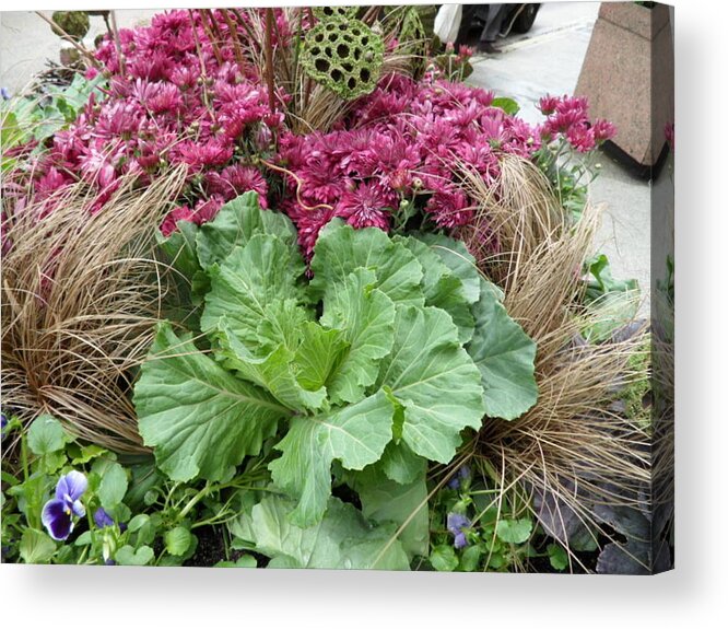 Landscape Acrylic Print featuring the photograph Looks Like Lettuce #1 by Val Oconnor