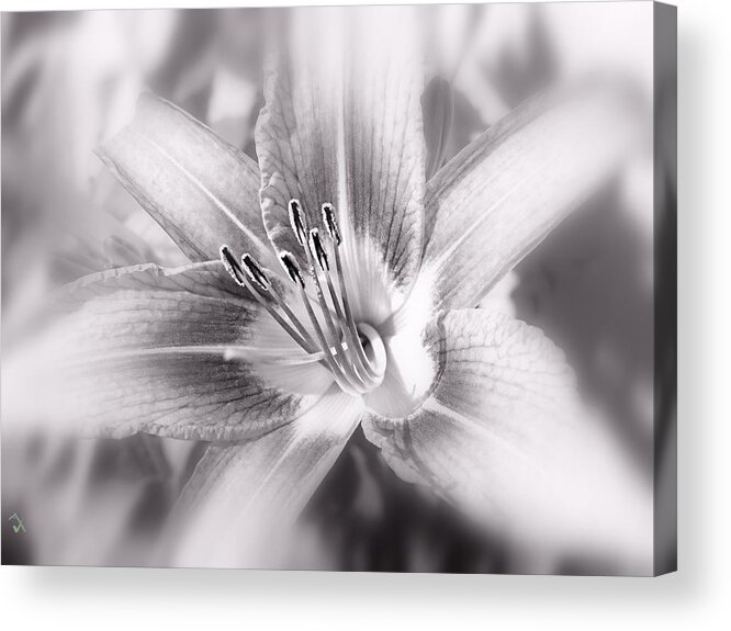 Flower Acrylic Print featuring the photograph Morning Stretch #1 by Adam Vance