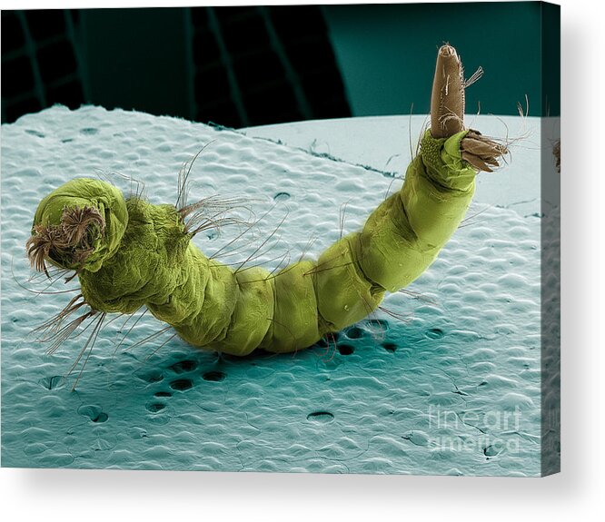 Mosquito Acrylic Print featuring the Mosquito Larva, Sem #1 by Ted Kinsman