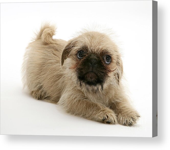 Animal Acrylic Print featuring the photograph Pugzu And Pug Puppies #1 by Jane Burton