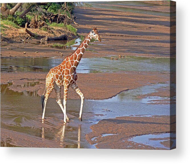 Giraffa Camelopardalis Reticulata Acrylic Print featuring the photograph Reticulated Giraffe #2 by Tony Murtagh
