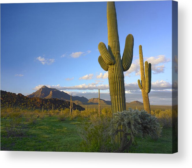 Mp Acrylic Print featuring the photograph Saguaro Carnegiea Gigantea #1 by Tim Fitzharris