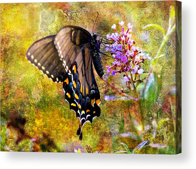 J Larry Walker Acrylic Print featuring the digital art Spicebush Butterfly Looking Pretty #1 by J Larry Walker