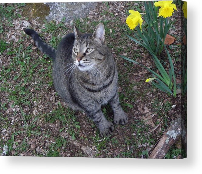 Cat Acrylic Print featuring the photograph Take The Picture #1 by Kim Galluzzo