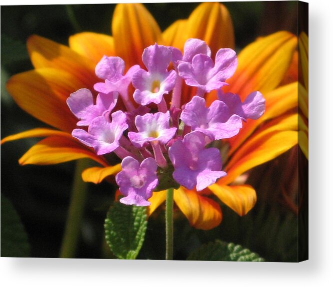 Autumn Fall Acrylic Print featuring the photograph Two In One #2 by Alfred Ng