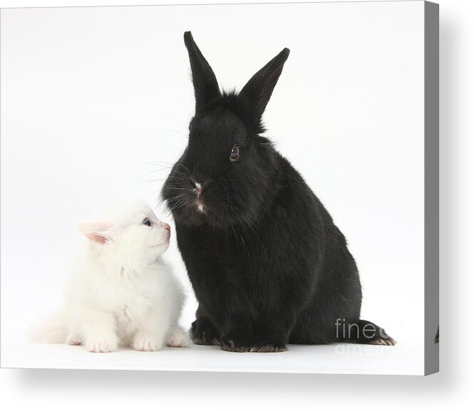Nature Acrylic Print featuring the photograph White Kitten And Black Rabbit #1 by Mark Taylor