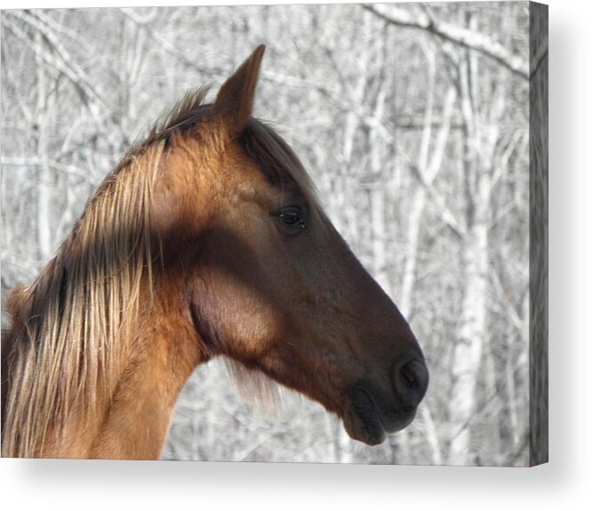 Horse Acrylic Print featuring the photograph Like My Profile by Kim Galluzzo Wozniak