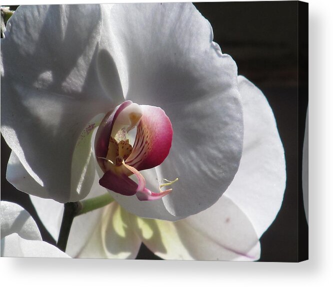 White Orchid Acrylic Print featuring the photograph Orchid Macro #2 by Alfred Ng