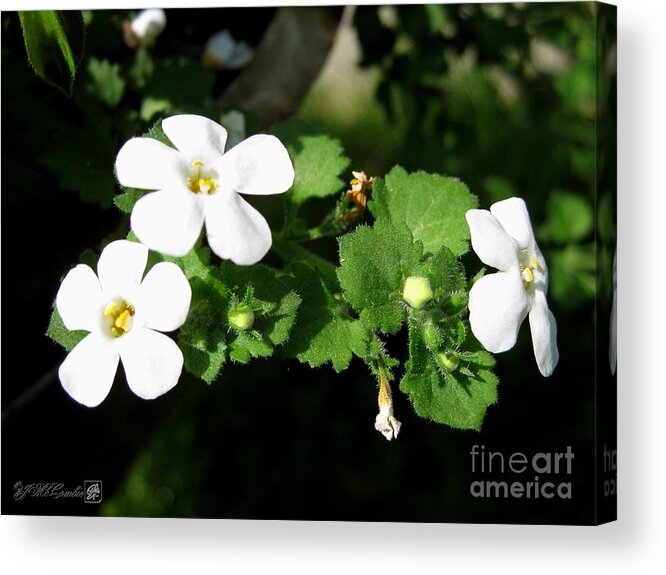 Bacopa Acrylic Print featuring the photograph Bacopa named Snowtopia #3 by J McCombie