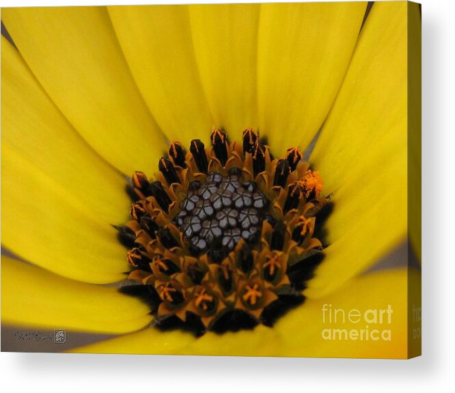 Osteospermum Acrylic Print featuring the photograph African Daisy named African Sun #4 by J McCombie