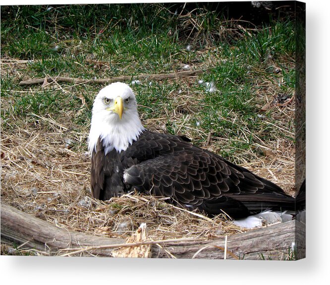 Bald Eagle Acrylic Print featuring the photograph Stare Down #4 by Kim Galluzzo