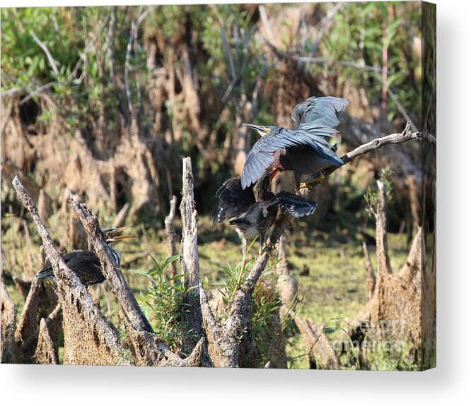 Nature Acrylic Print featuring the photograph Green Heron #41 by Jack R Brock