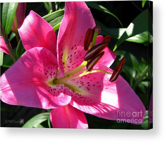 Dwarf Oriental Lily Acrylic Print featuring the photograph Dwarf Oriental Lily named Farolito #5 by J McCombie