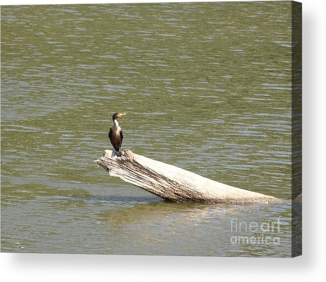 Nature Acrylic Print featuring the photograph Double-crested Cormorant #8 by Jack R Brock