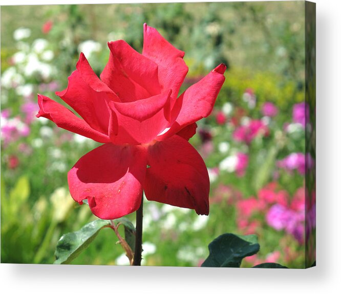 Beautiful Acrylic Print featuring the photograph A beautiful red flower growing at home by Ashish Agarwal