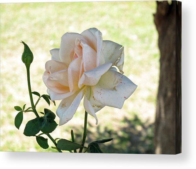 Flower Acrylic Print featuring the photograph A beautiful white and light pink rose along with a bud by Ashish Agarwal