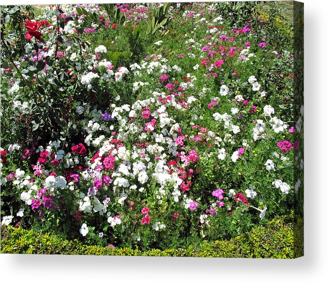 Bed Acrylic Print featuring the photograph A bed of beautiful different color flowers by Ashish Agarwal