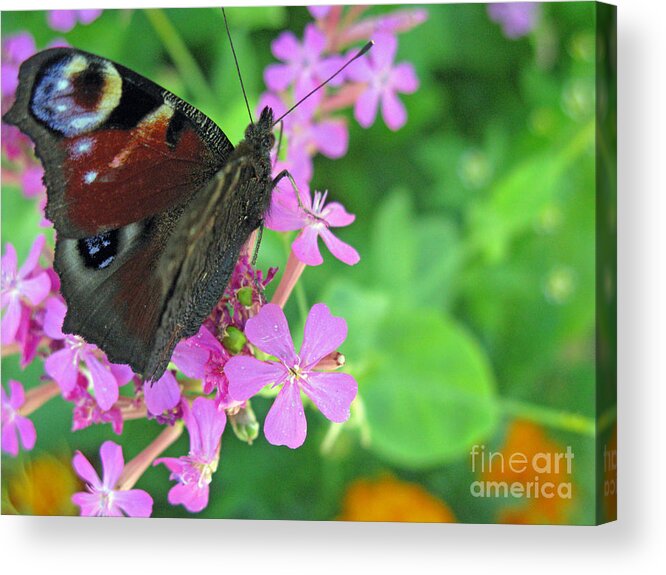 Nature Acrylic Print featuring the photograph A Butterfly on the Pink Flower 2 by Ausra Huntington nee Paulauskaite