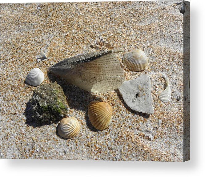 Sea Shells Acrylic Print featuring the photograph A Collection Of Beach Nature by Kim Galluzzo