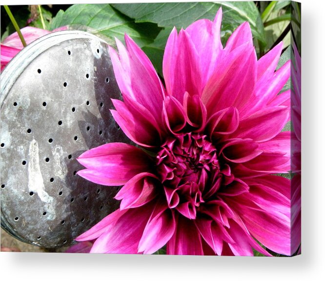 Dahlia Acrylic Print featuring the photograph A Country Flower by Kim Galluzzo