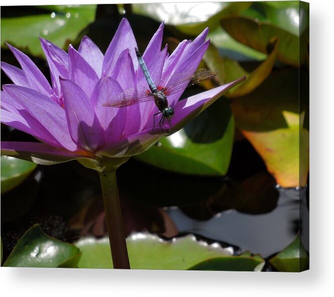 Dragonfly Acrylic Print featuring the photograph A Dragonfly Guarding His Water Lily by Chad and Stacey Hall