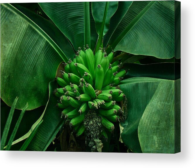 Banana Acrylic Print featuring the photograph A Hand of Bananas by Carol Senske